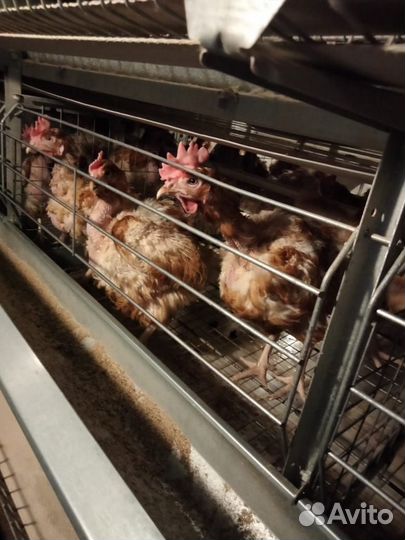 Куры несушки
