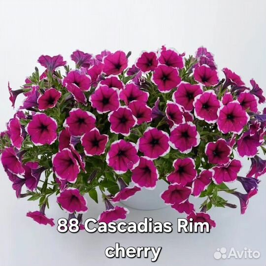 Вегетативная петуния часть 3