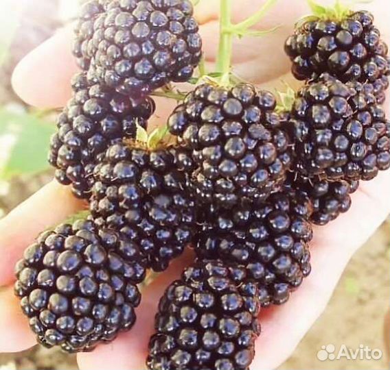 Саженцы Ежевики без шипов