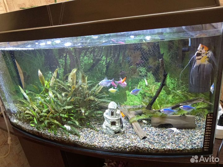 Аквариум