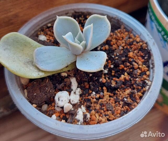 Суккуленты-адромискус, эчеверии