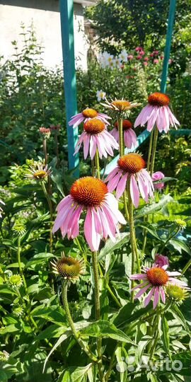 Эхинацея