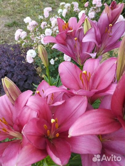 Лилии и другие цветы