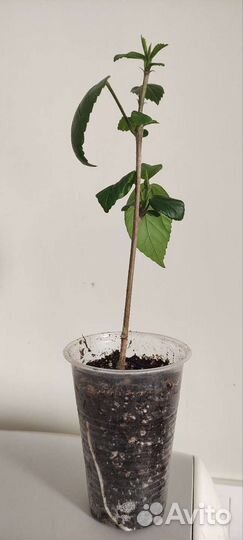 Бронь Гибискус dainty white он же swan lake