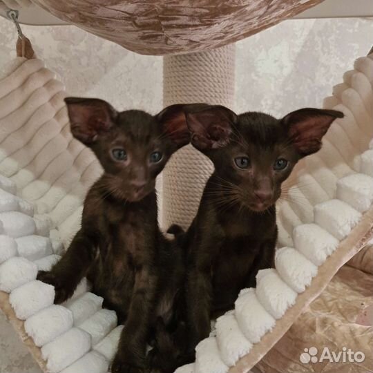 Шикарные котики и кошечка с документами