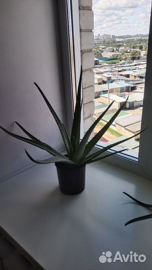 Комнатные растения