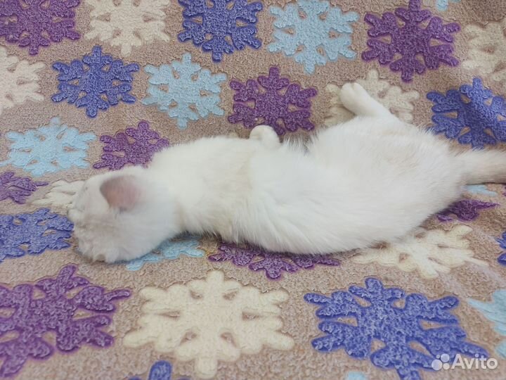 Кошка британская серебристая шиншилла