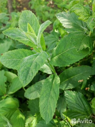 Срезка мяты