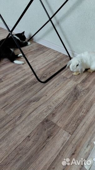 Декоративный кролик с клеткой