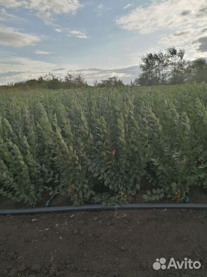 Кизильник блестящий