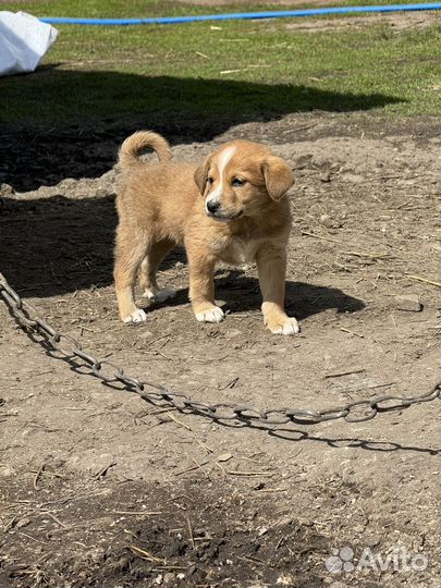 Щенки в добрые руки