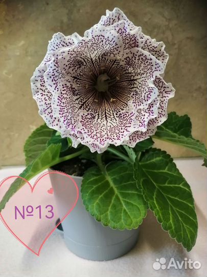 Глоксиния лист