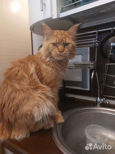 Кот мейн-кун полидакт вязка