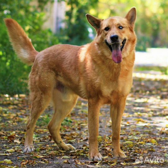 Брутальный красавец пес ищет дом