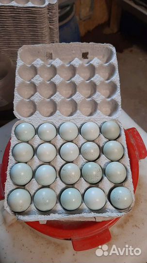 Яйцо инкубационное селадон