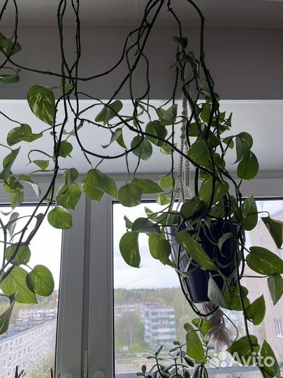 Сциндапсус