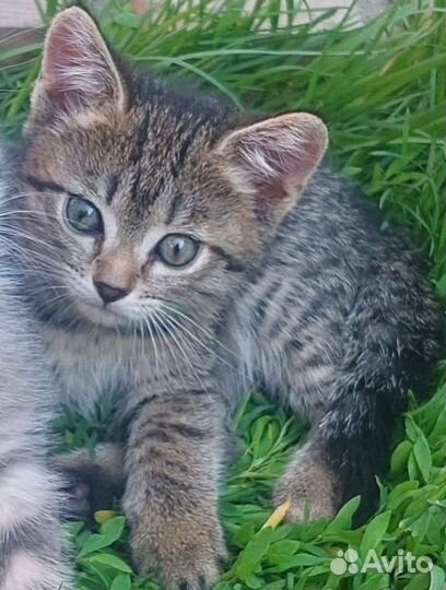 Малышка в дар