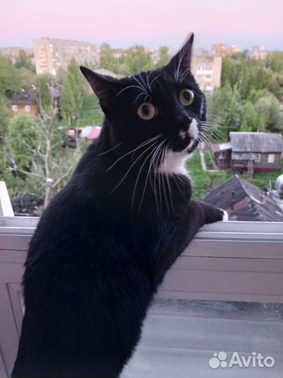 Отдам кота в добрые руки