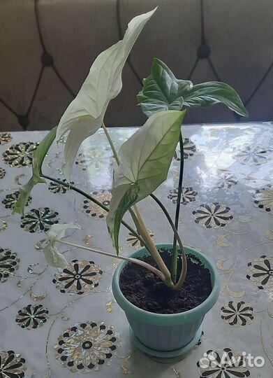 Сингониум Империал Вайт в горшочке