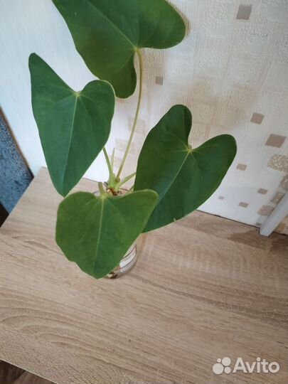 Атриум мужское счастье