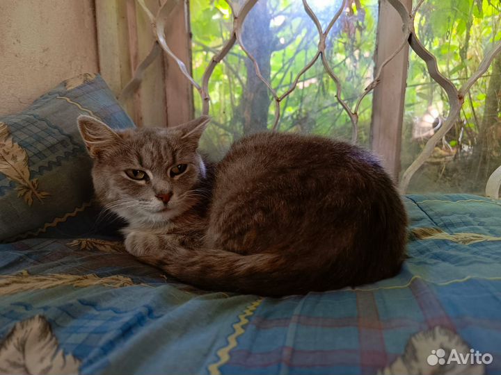 Кошка ищет дом