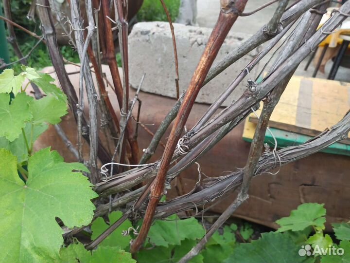 Виноградная лоза старая коряги