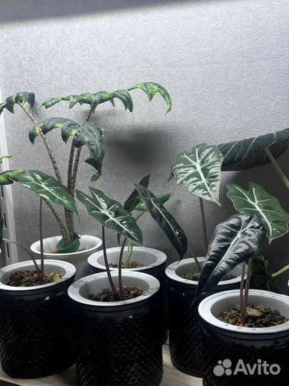 Аллказия Полли