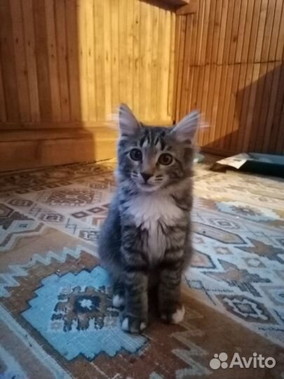 Котенок в добрые руки