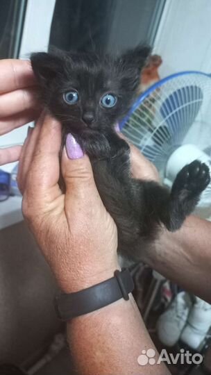 Кошки в добрые руки бесплатно