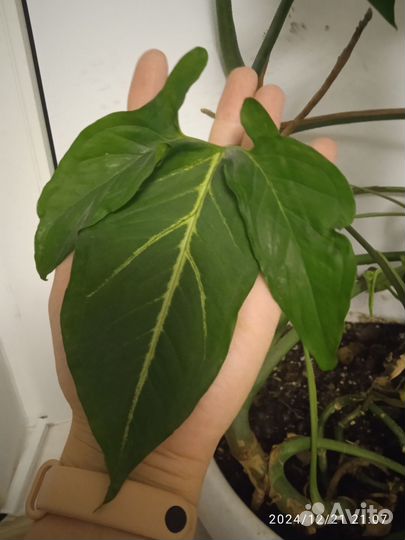 Монстера деликатесная