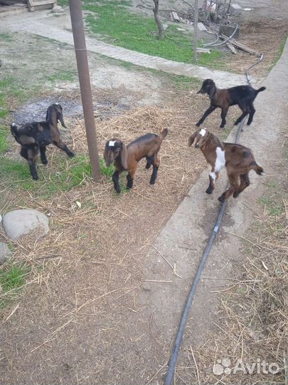 Коза нубийская