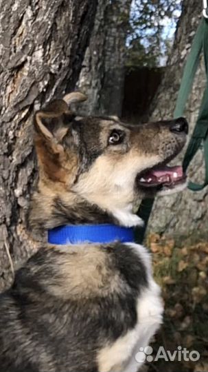 Амуниция для собак на заказ