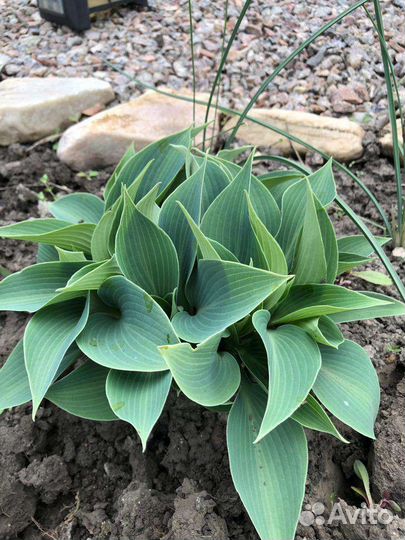 Хосты, гейхера