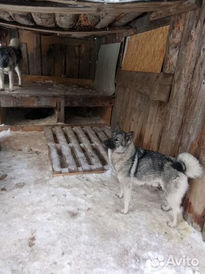 Норвежская лосиная лайка-элькхунд серый