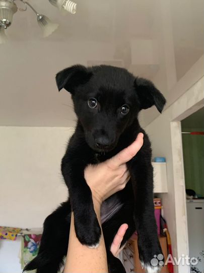 Девочка щенок