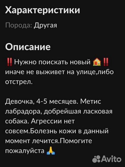 Собака ищет семью