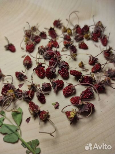 Сухоцветы для творчества