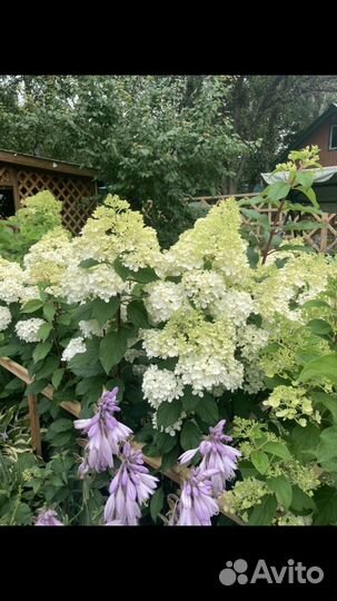 Гортензия метельчатая взрослые кусты