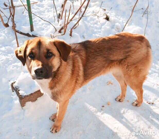 Собака в добрые руки