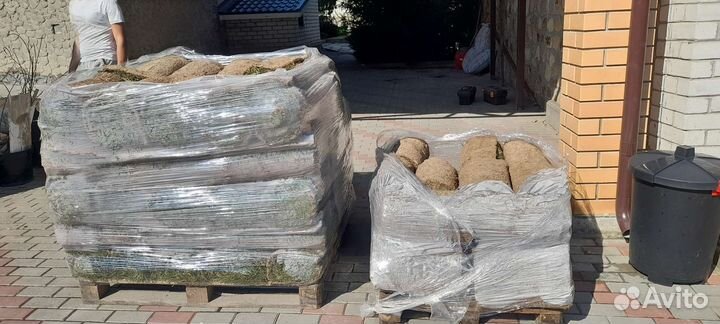 Посевной и рулонный газон