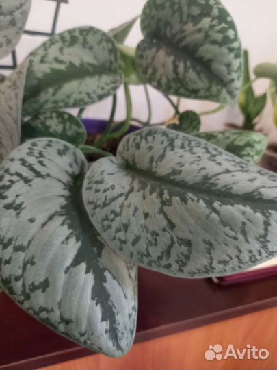 Сциндапсус пиктус треби комнатные растение