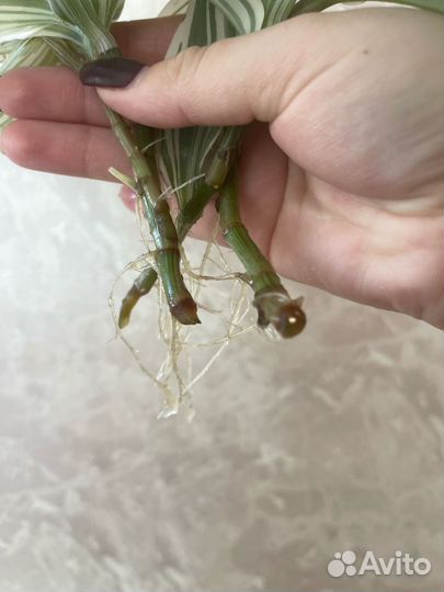 Традесканция альба