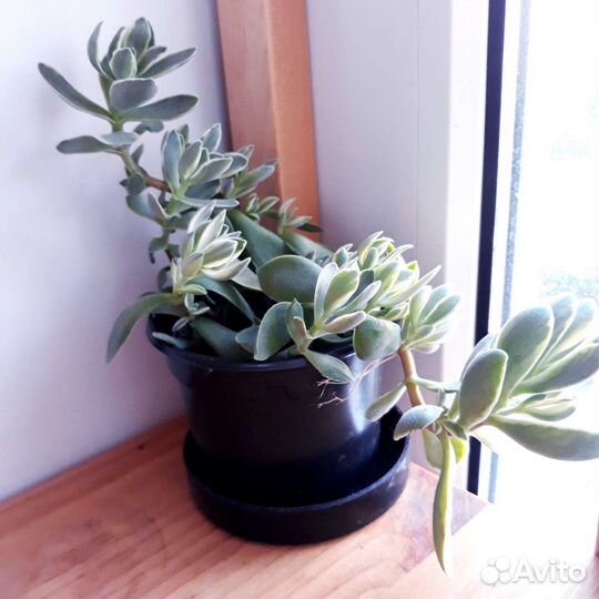 Суккуленты по 100