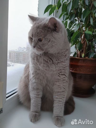 Кот Британец