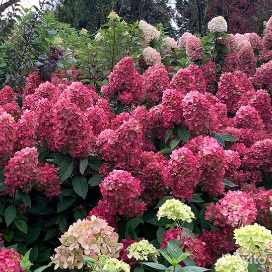 Гортензия Бонфайер (Bonfire) в P9