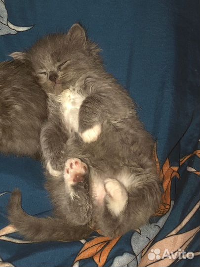 Котенок в добрые руки