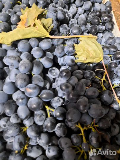 Виноград Молдова, Изабелла,Саперави