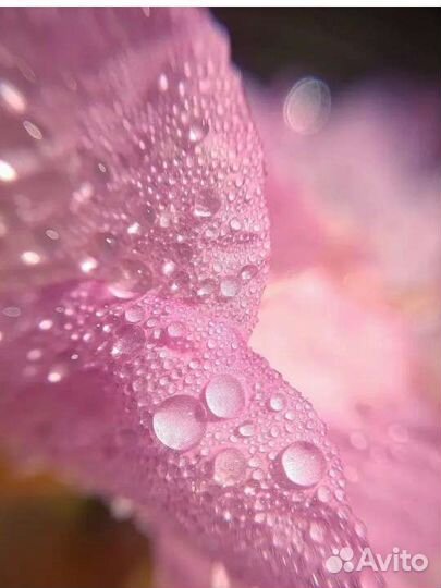 Лепестки роз