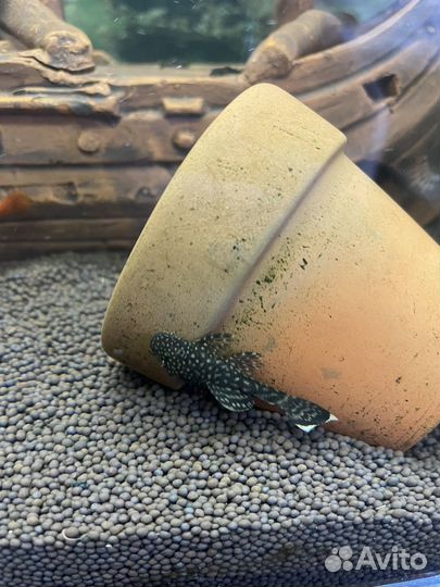 Сомики анциструсы