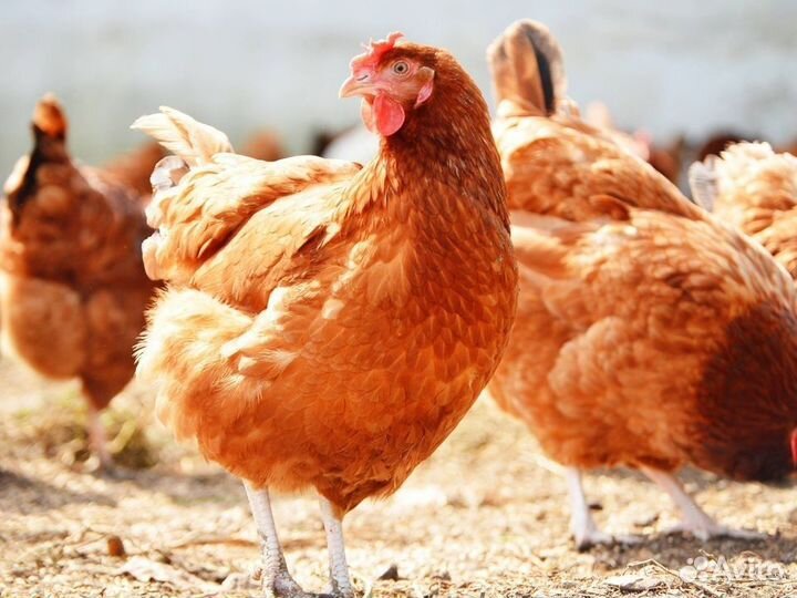 Куры несушки коричневой яйценоской породы